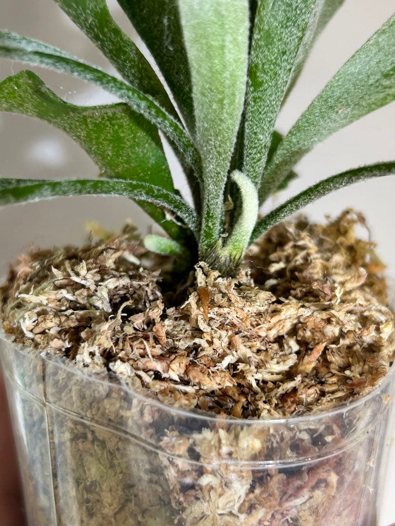 P. Spur(TC)【M-11】P. Jenny #1 (TC)【M-49】