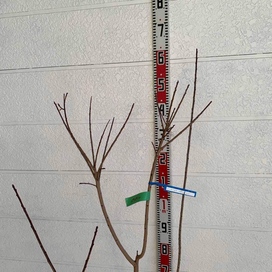 スモークツリー　パステルシュシュ　雌株　煙の木　苗木　花木　55