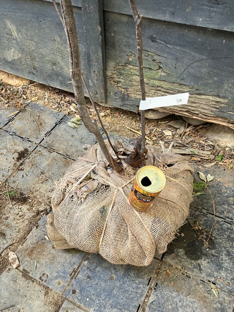 40 山採り　ナツハゼ