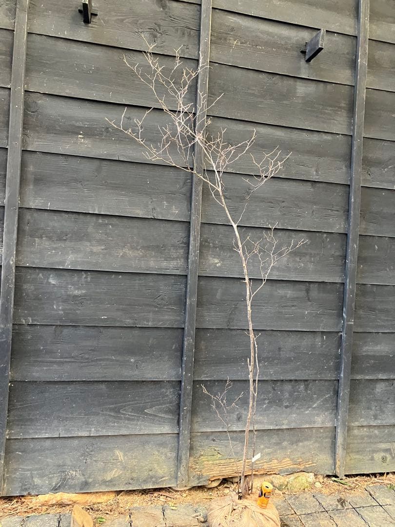 40 山採り　ナツハゼ