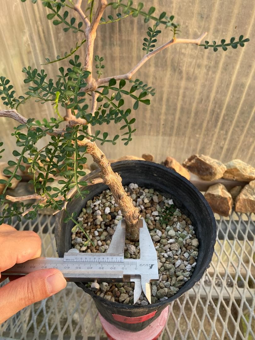 オペルクリカリア・パキプス(根挿し)No13