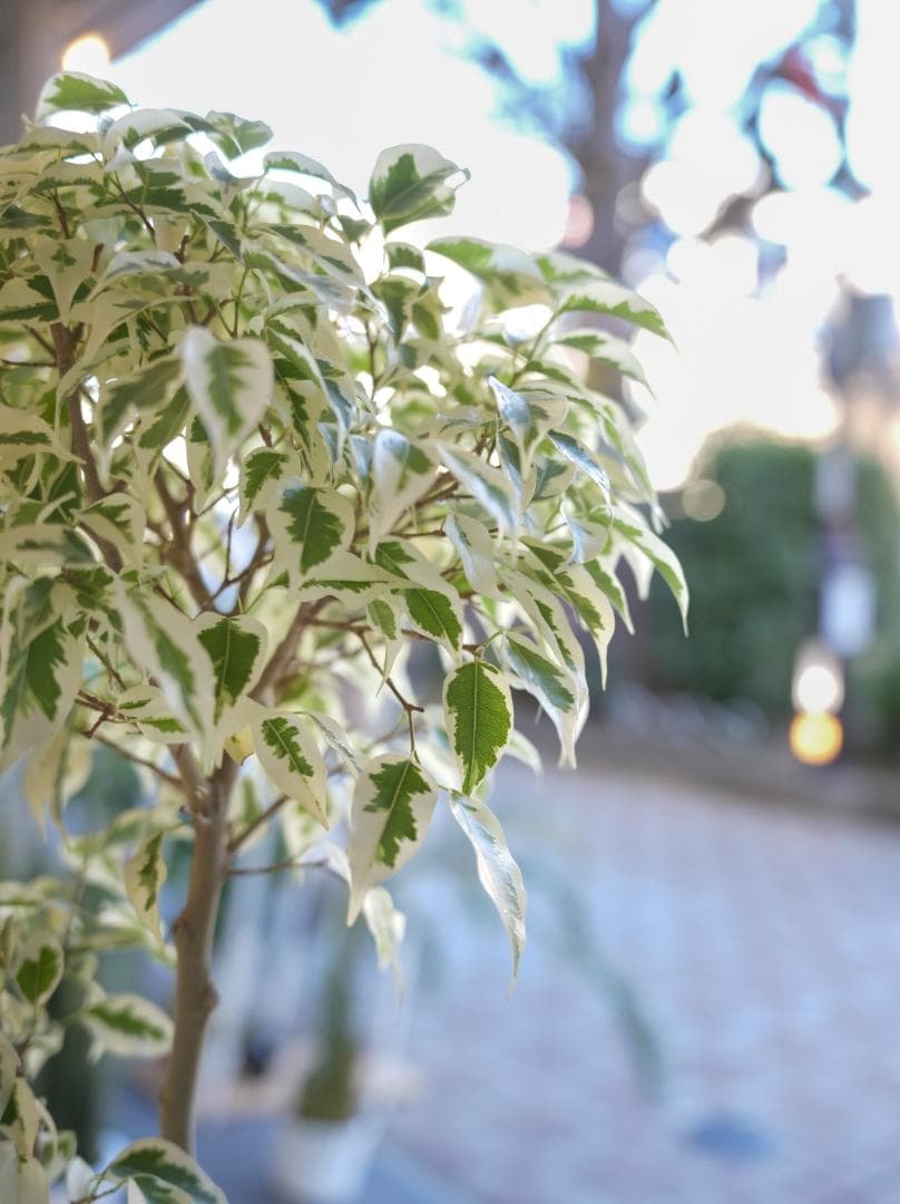 フィカス・ベンジャミン・スターライト 7号｜一点限り｜植物販売 mamidori