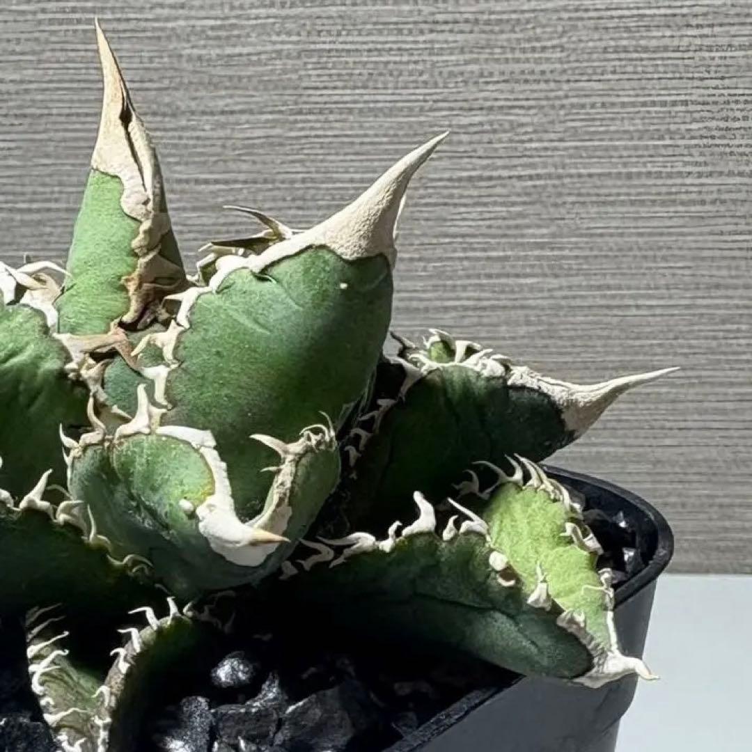 【白毫刺】アガベ チタノタ　中株