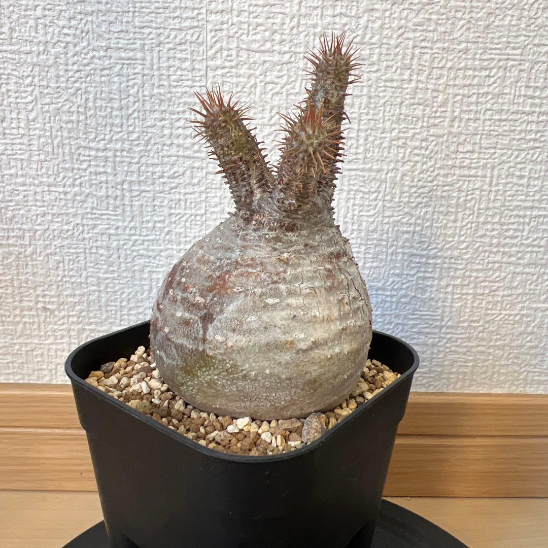 グラキリス　現地球　発根済み