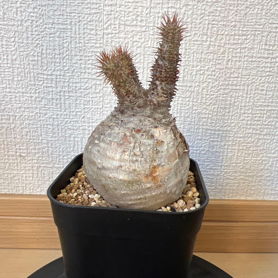 グラキリス　現地球　発根済み