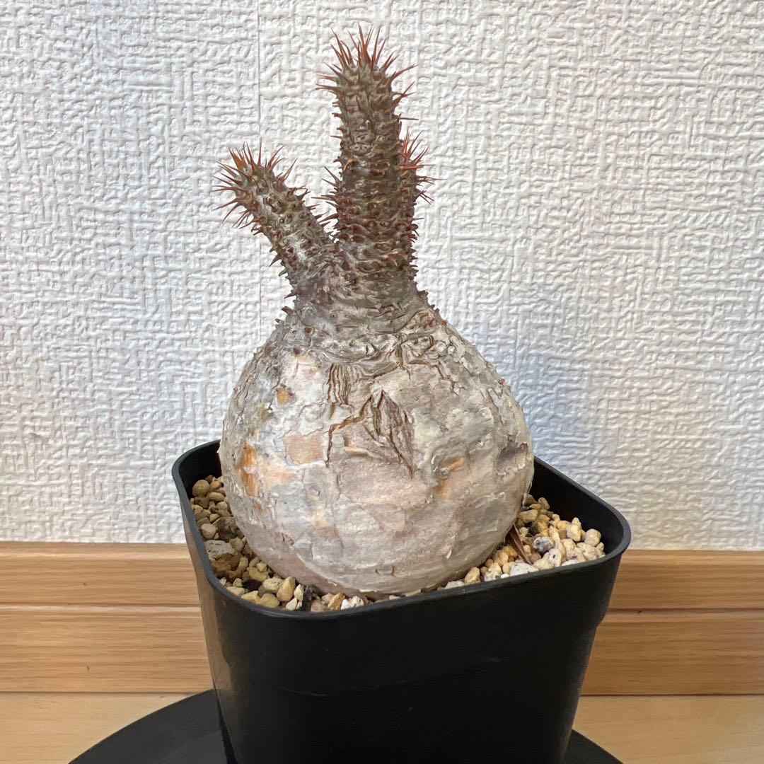 グラキリス　現地球　発根済み