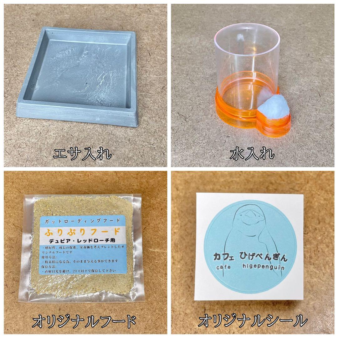 マゲフクロウ様　S (シェ)