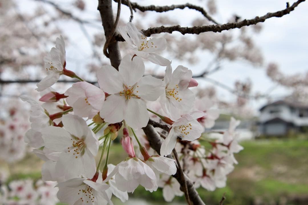 【最終値下げ】Canon EOS kiss M 豪華レンズ3本セット 他付属品