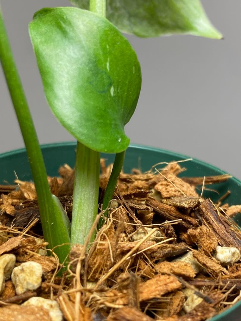 R*u様 【セール‼️】モンステラ　デリシオーサ　バルバソー　フシギダネ/ベトシ