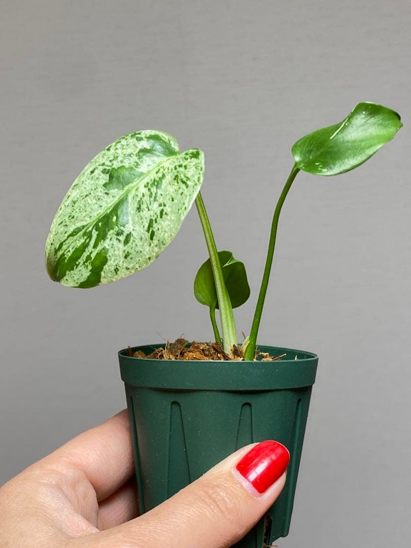 R*u様 【セール‼️】モンステラ　デリシオーサ　バルバソー　フシギダネ/ベトシ