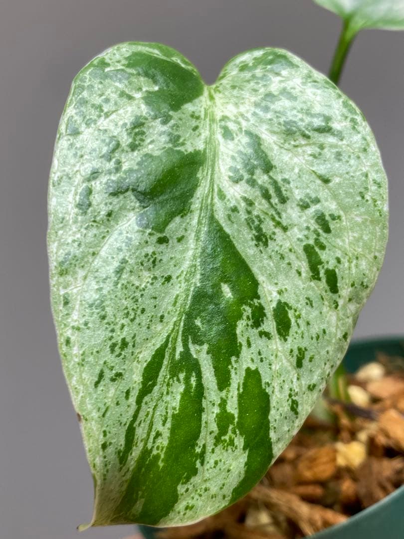 R*u様 【セール‼️】モンステラ　デリシオーサ　バルバソー　フシギダネ/ベトシ