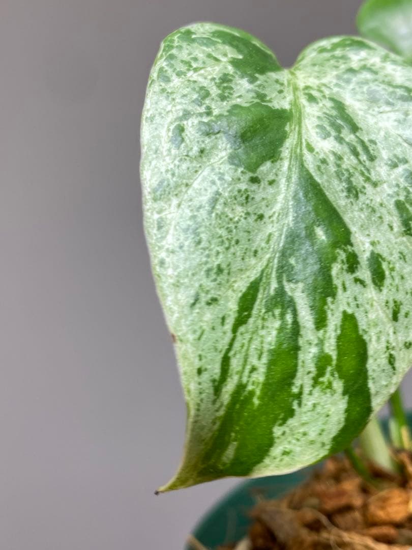 R*u様 【セール‼️】モンステラ　デリシオーサ　バルバソー　フシギダネ/ベトシ