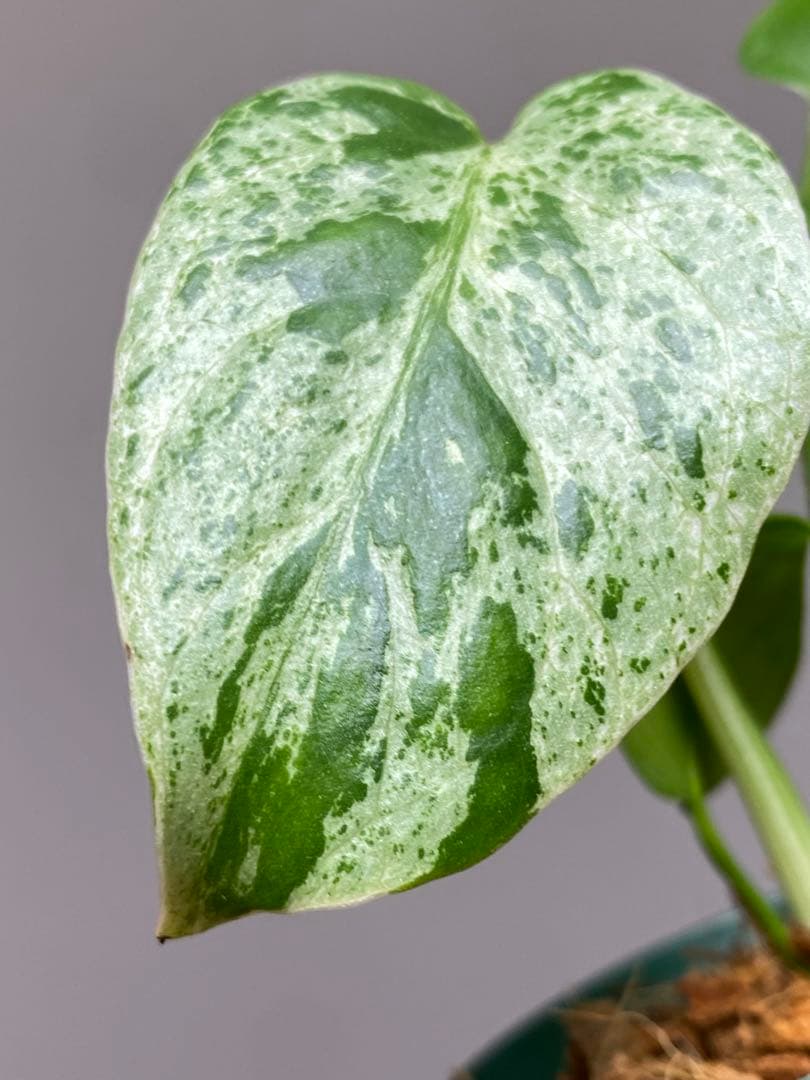 R*u様 【セール‼️】モンステラ　デリシオーサ　バルバソー　フシギダネ/ベトシ