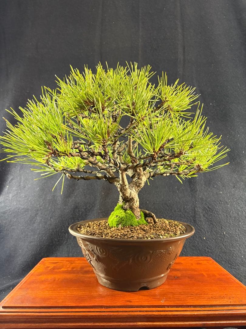 貴風盆栽、黒松、模様木(幹太) やや傷や汚れあり