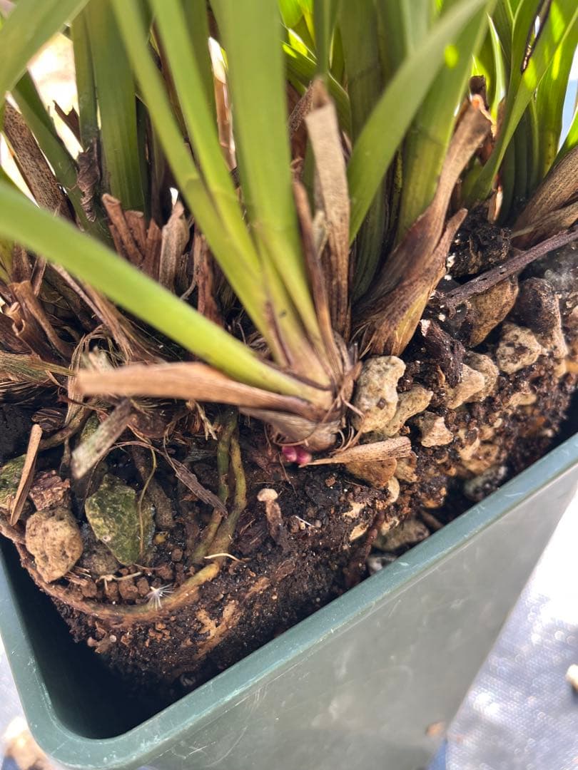 ⭐️キンリョウヘン　大株　 新芽あり。（花芽か不明、花色→赤または黄）