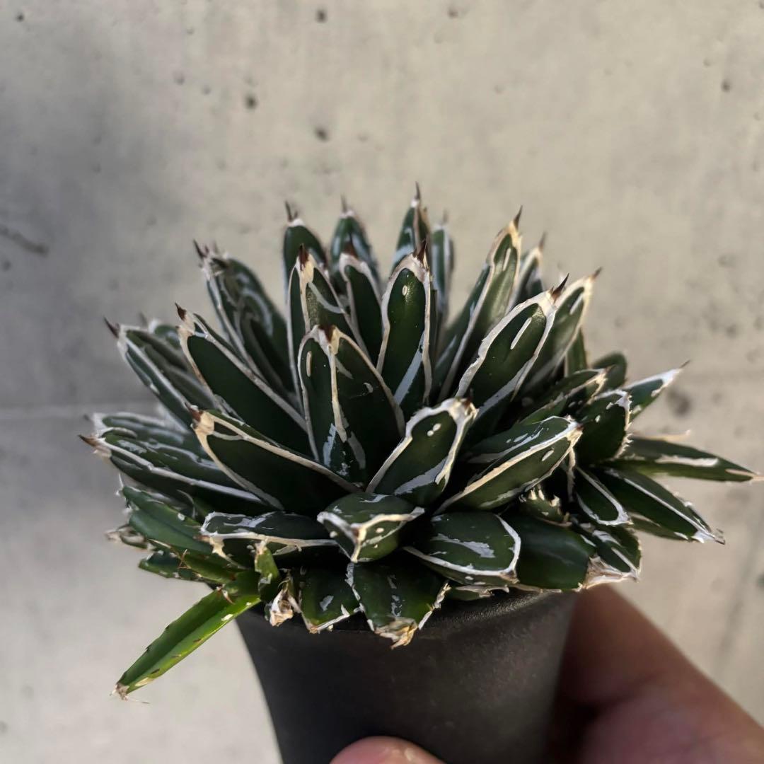 アガベ　ヴィクトリア レジーナ（笹の雪）　超短葉　子株