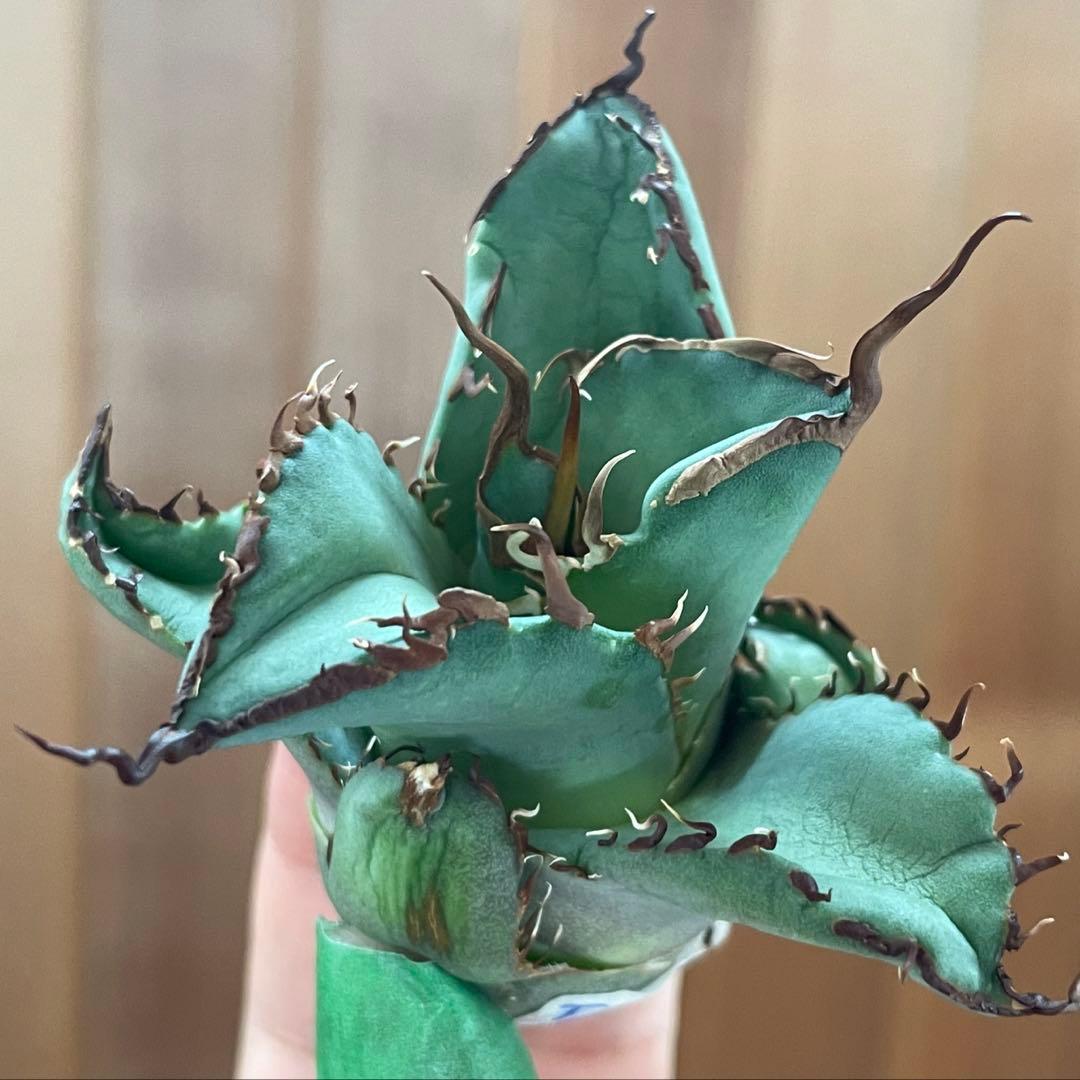 【REZA産】イラン株　選抜　アガベ　TARANTULA 特大