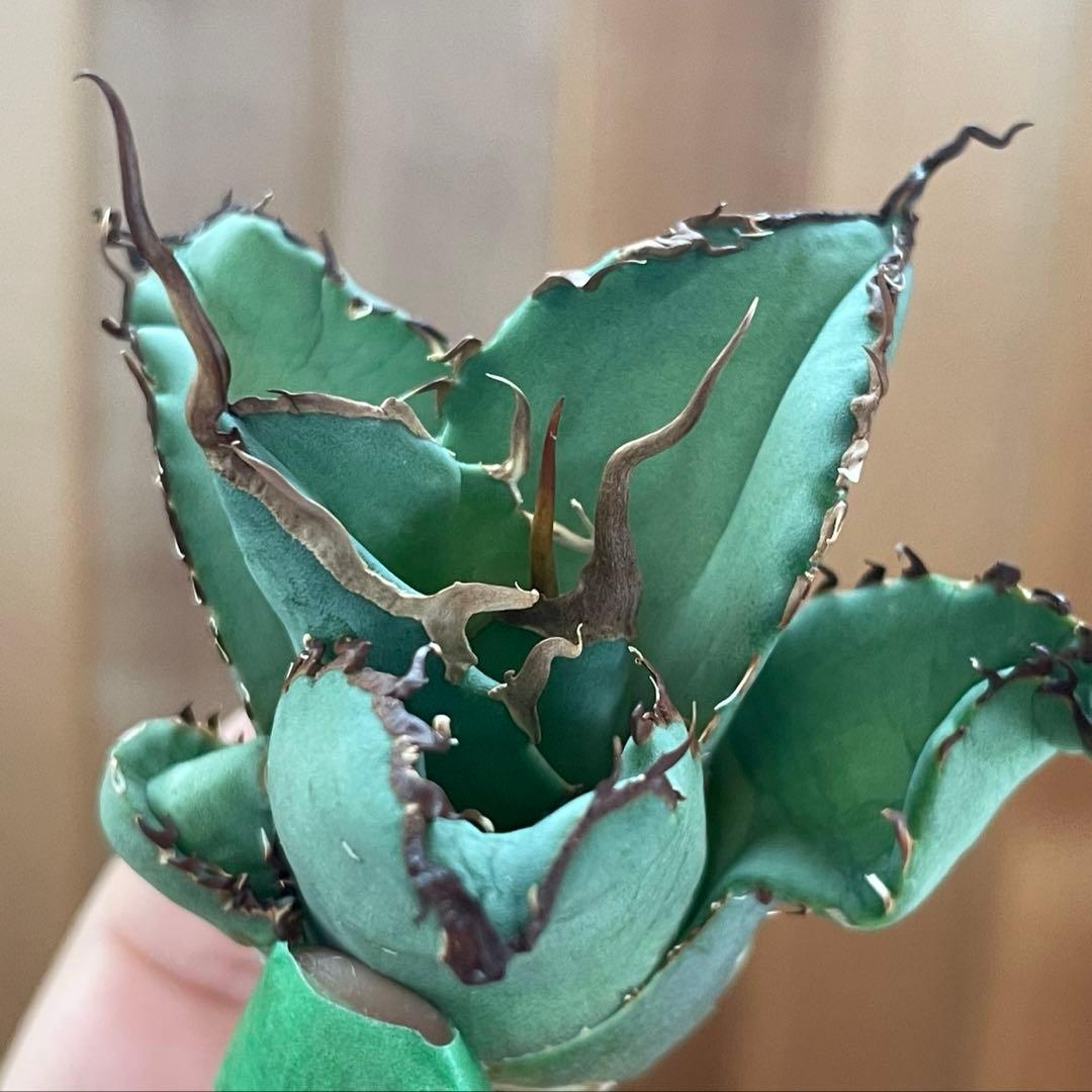 【REZA産】イラン株　選抜　アガベ　TARANTULA 特大