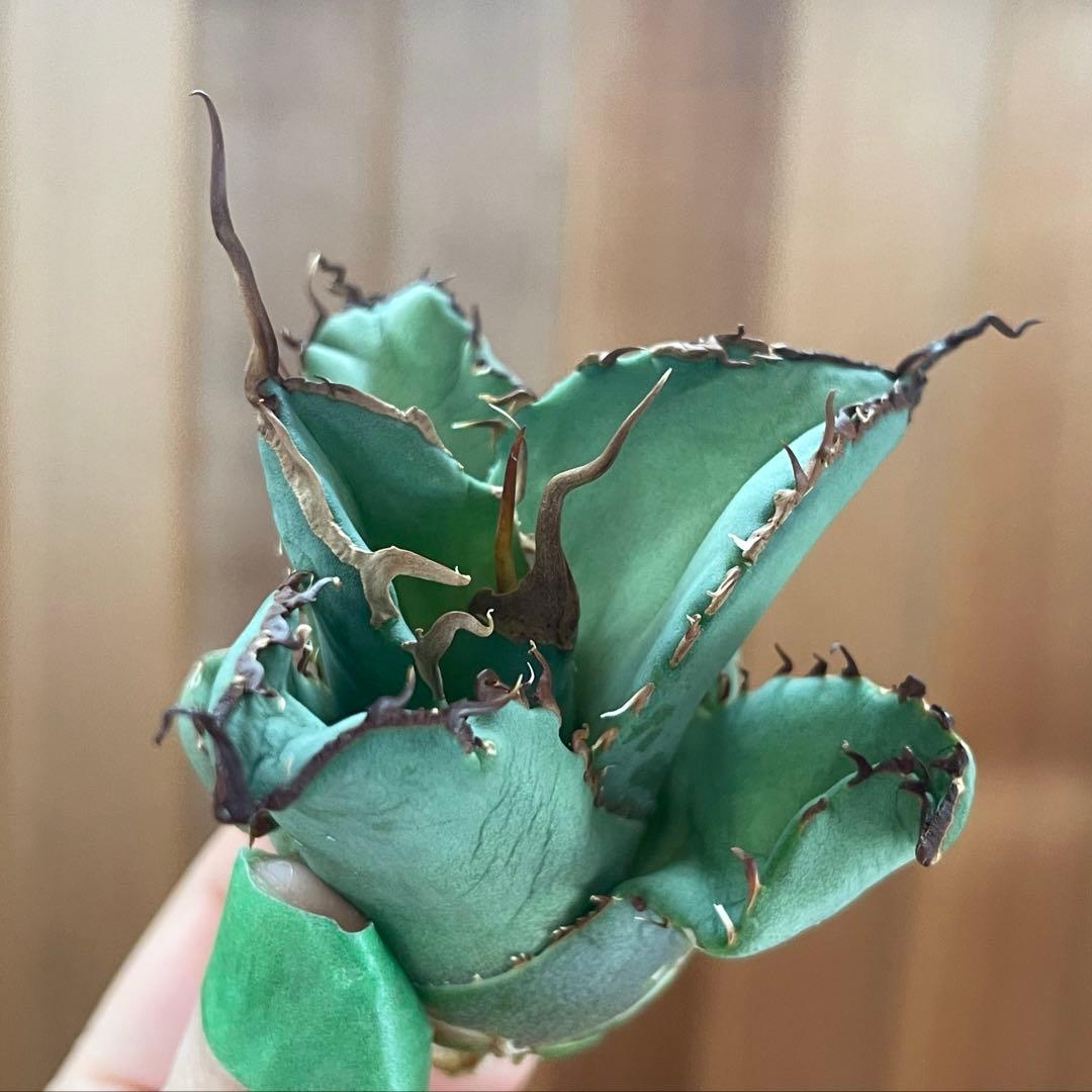 【REZA産】イラン株　選抜　アガベ　TARANTULA 特大