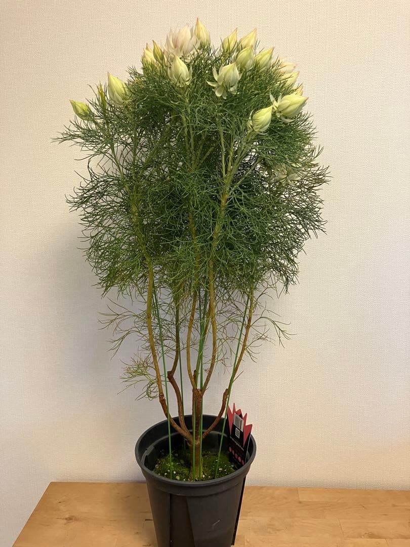 ジョーイセルリア　ブラッシングブライド　7号