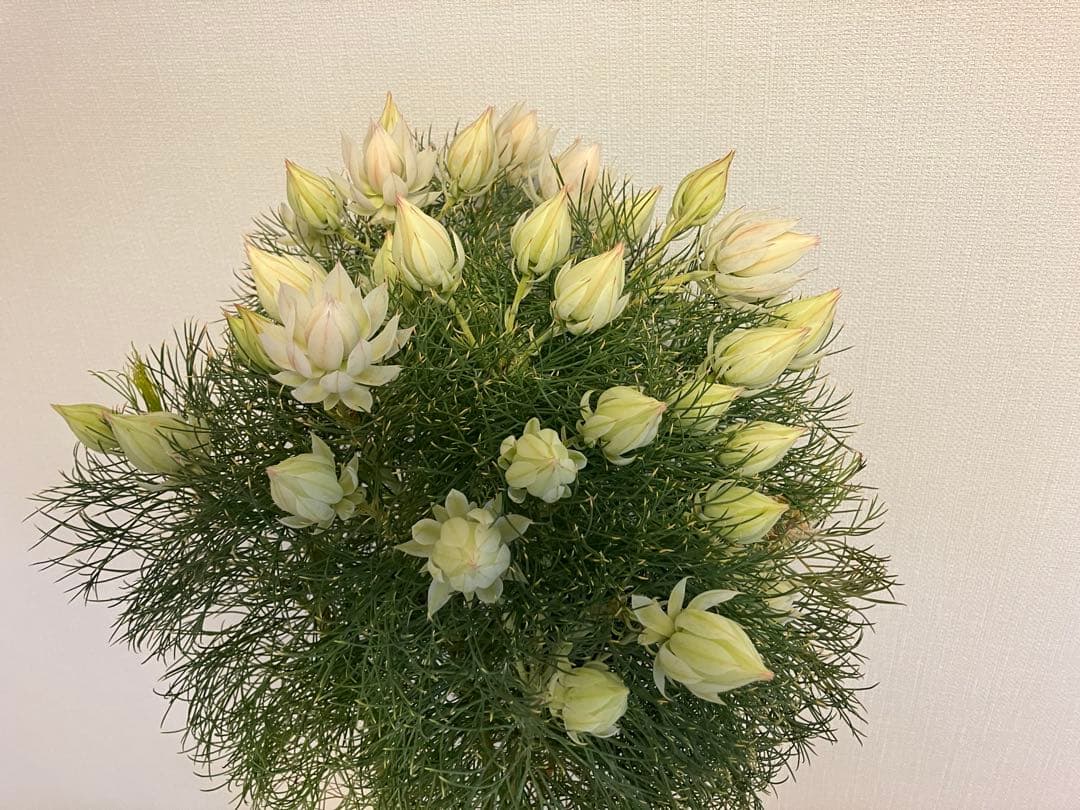 ジョーイセルリア　ブラッシングブライド　7号