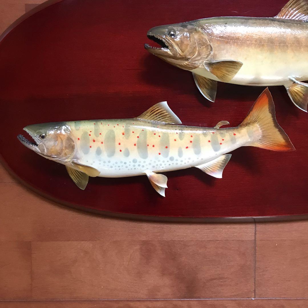 魚剥製天然2種セット