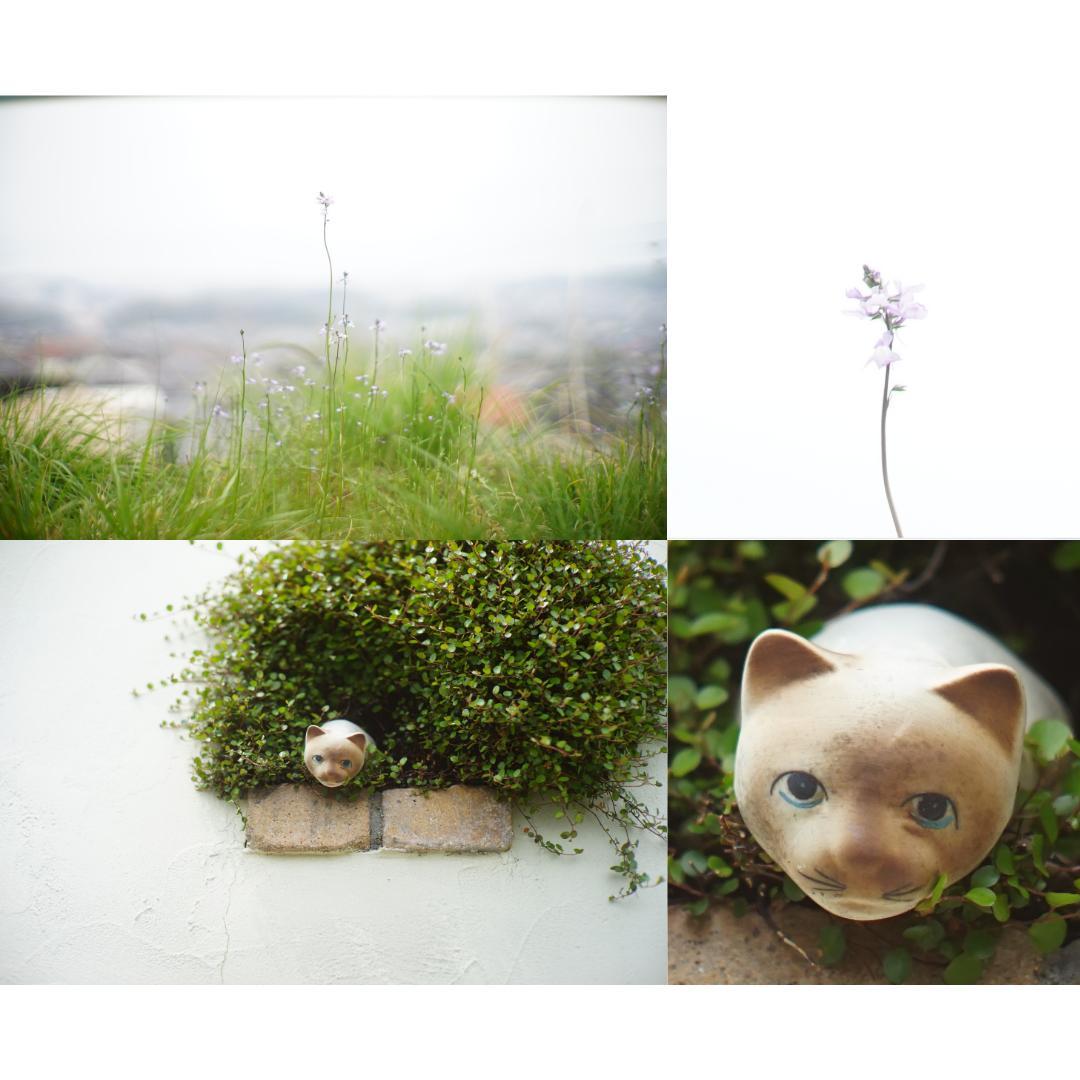 フィルムカメラ Canon MODEL 7 / CANON LENS 50mm F1.2 L39