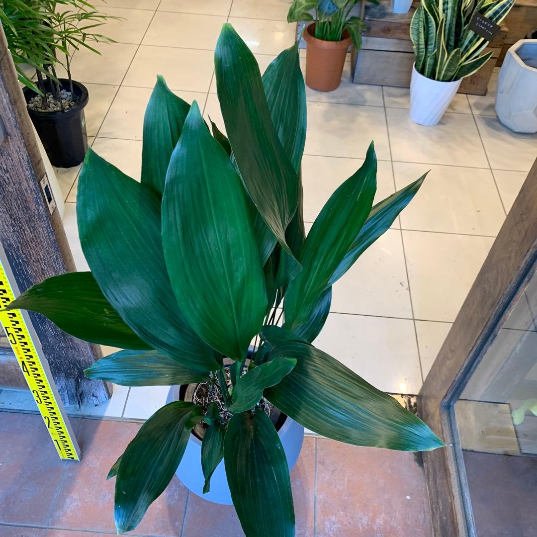 ハラン ファイバー鉢 お皿付き