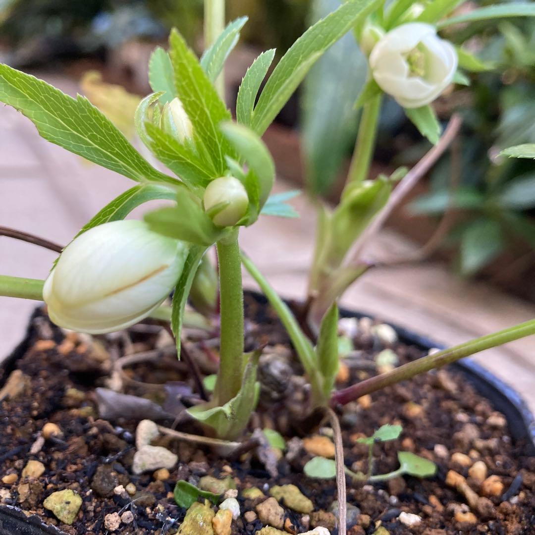 クリスマスローズ　極小輪多花シングル白　株分け前提