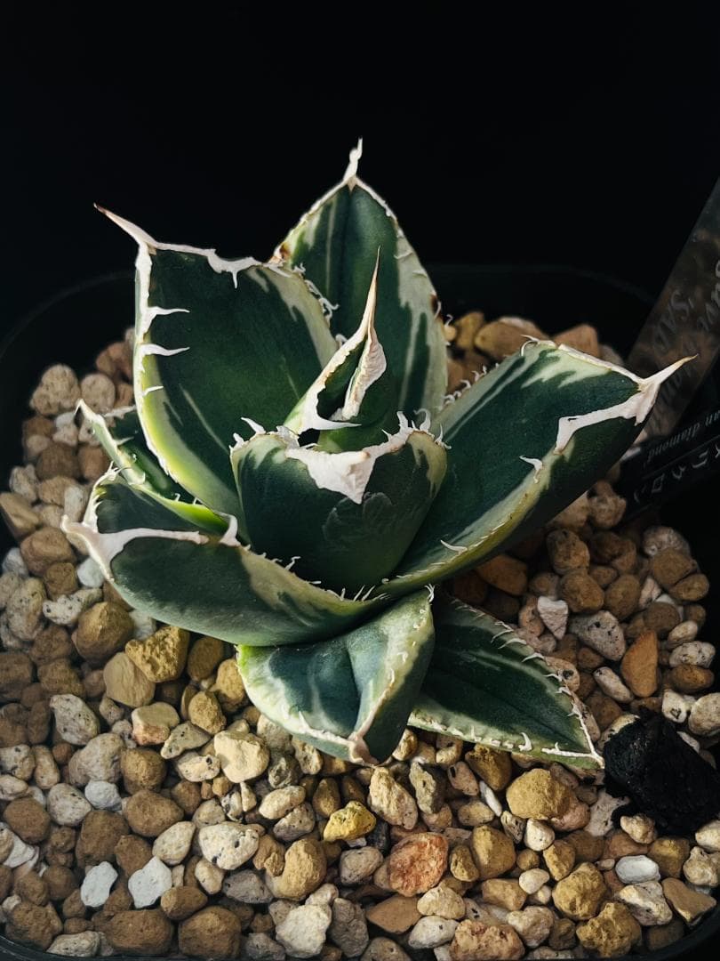 【極上美斑】匿名配送 アガベ SAD 斑入り 120 鉢ごと