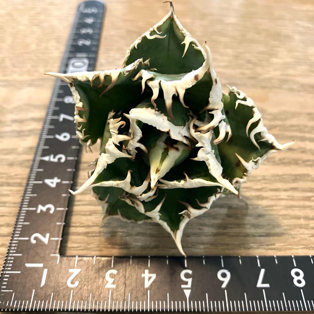 【初売り】64 超選抜　太棘　子株付き　コンパクト　アガベ　白豪刺TC 匿名配送