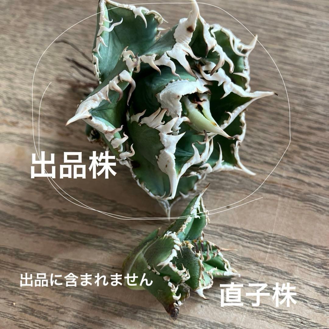 【初売り】64 超選抜　太棘　子株付き　コンパクト　アガベ　白豪刺TC 匿名配送