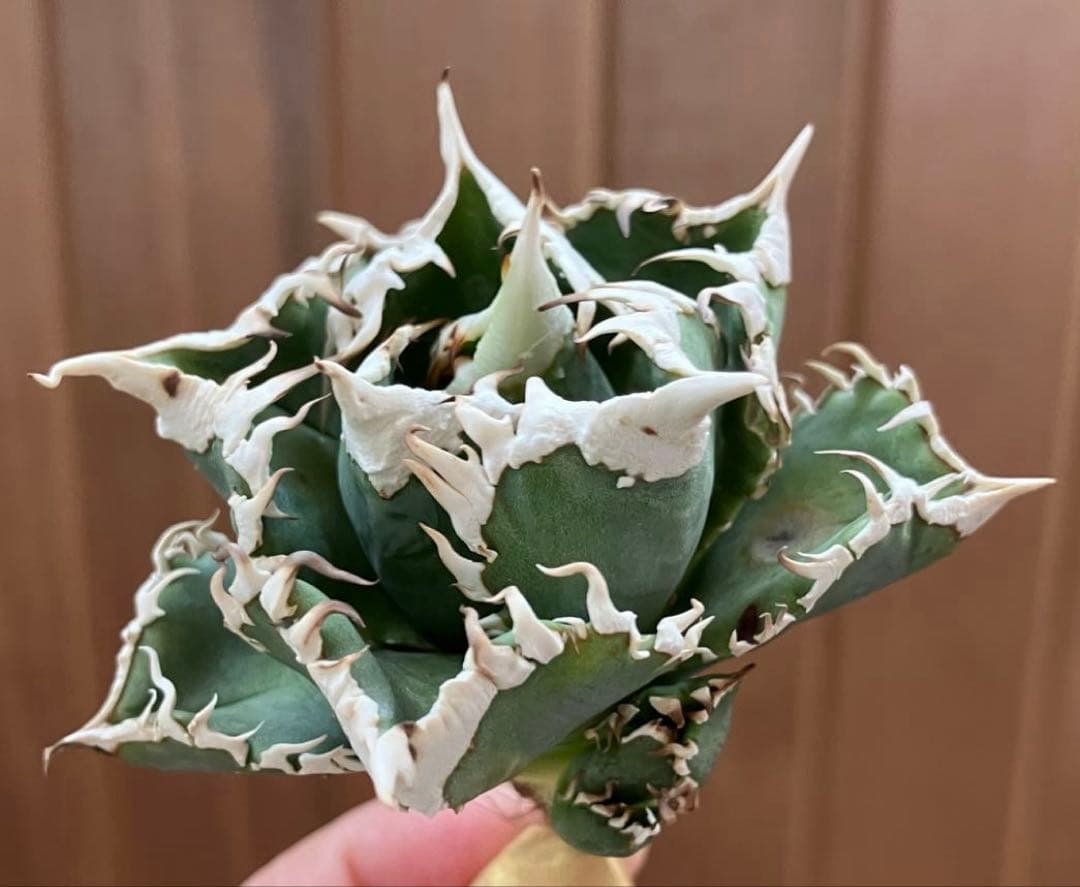 【初売り】64 超選抜　太棘　子株付き　コンパクト　アガベ　白豪刺TC 匿名配送