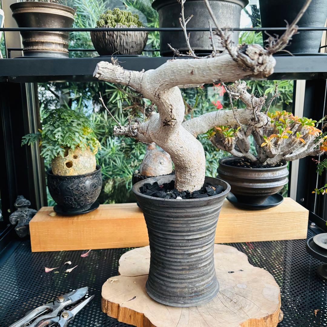 短期間限定超特価！ 現地株 コミフォラ サクシコラ 山中勇人 作家鉢 大株 発根