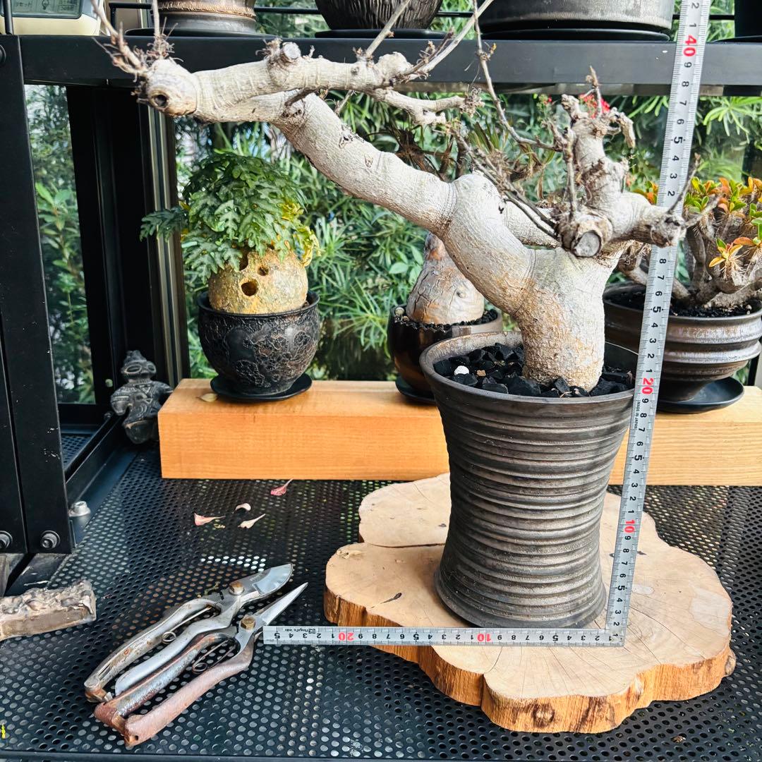 短期間限定超特価！ 現地株 コミフォラ サクシコラ 山中勇人 作家鉢 大株 発根