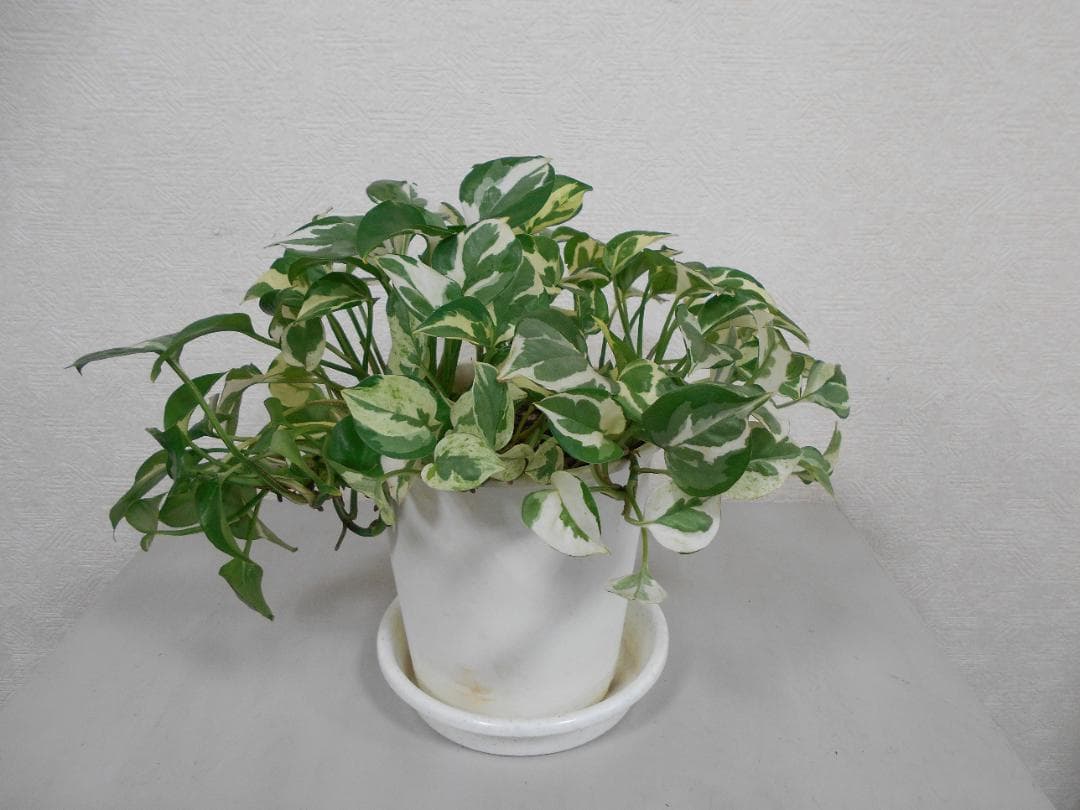 Nikon COOLPIX L32 コンパクトデジタルカメラ