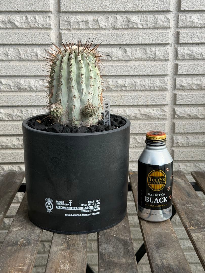 大きめコピアポアシネレア　国王丸