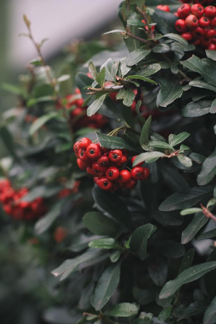 日独融合！鮮やかな中望遠 Leica Elmar-c 90mm F4 Mマウント