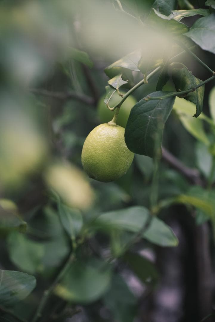 日独融合！鮮やかな中望遠 Leica Elmar-c 90mm F4 Mマウント