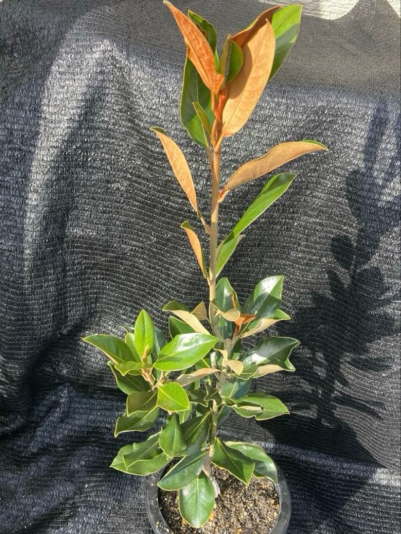 ①*:ஐ四季咲き・矮性！*:ஐ丈夫な接木・タイサンボク・苗木【リトルジェム】8号