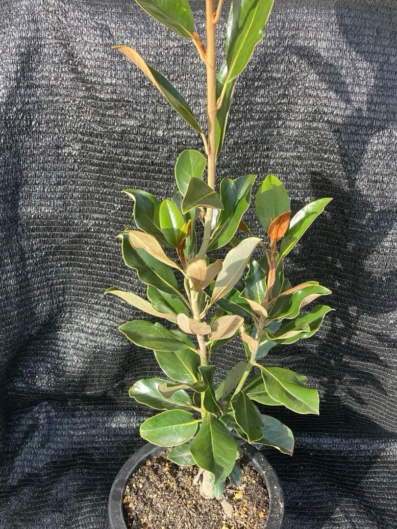 ①*:ஐ四季咲き・矮性！*:ஐ丈夫な接木・タイサンボク・苗木【リトルジェム】8号