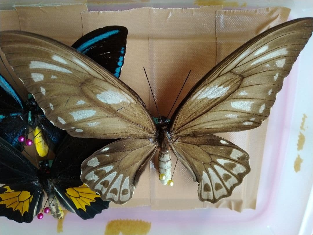 蝶の標本3匹セット