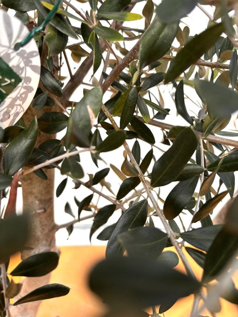 オリーブの木　ルッカ　約180cm　NO.2001　大型　人気品種　現品掲載