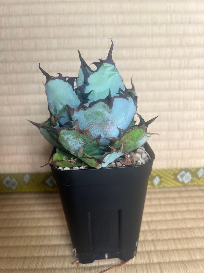 アガベ　チタノタ　ブラックアンドブルー15
