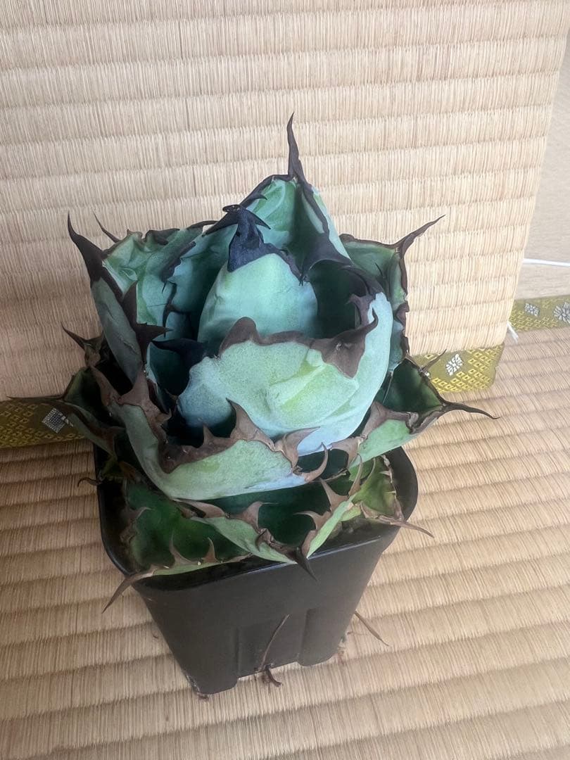 アガベ　チタノタ　ブラックアンドブルー15