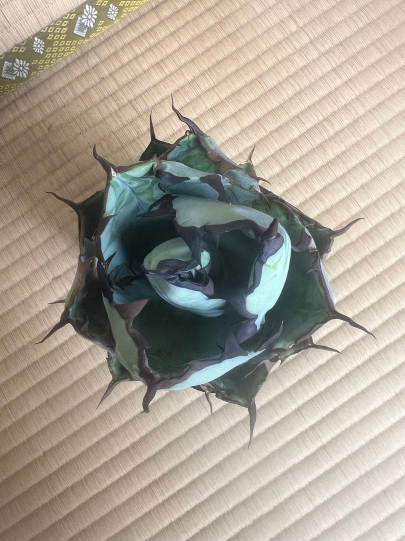 アガベ　チタノタ　ブラックアンドブルー15