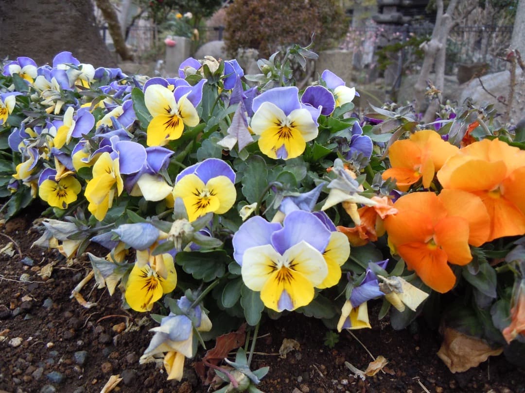 実写美⭕️訳あり【動作確認済】Nikon COOLPIX S8000 ブラック