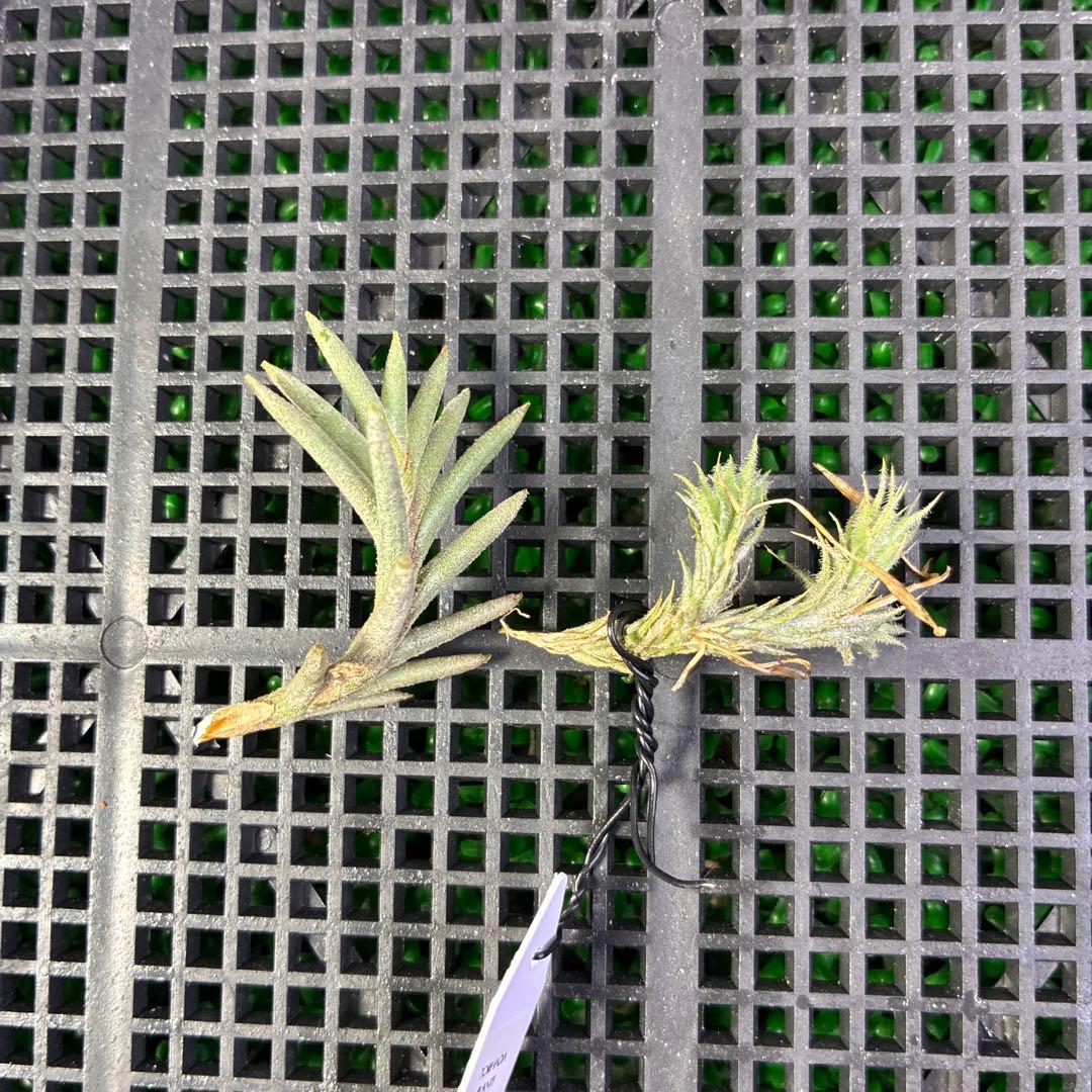 Tillandsia tricholepis.f.Ⅱ 、HR9120d