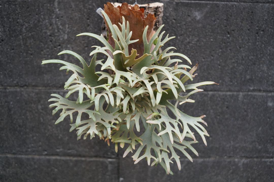 ビカクシダ P.willinckii ' Elves ' OC