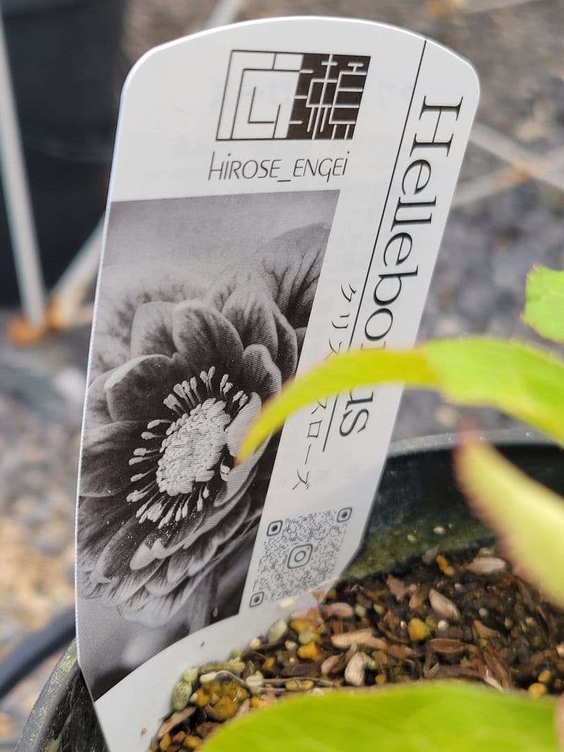 広瀬園芸　クリスマスローズ　レッドベインタブル